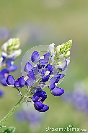 Texas bluebonnet (Lupinus texensis) Stock Photo