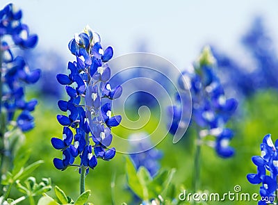 Texas Bluebonnet Lupinus texensis flowers blooming in springti Stock Photo