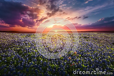 Texas Bluebonnet Sunset Stock Photo