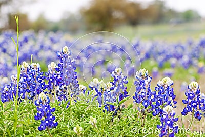 Texas Bluebonnet wildflowers Stock Photo