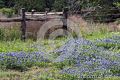 Texas bluebonnets Stock Photo