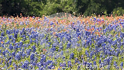 Texas Bluebonnets Bathed in Late Afternoon Sunshine Stock Photo