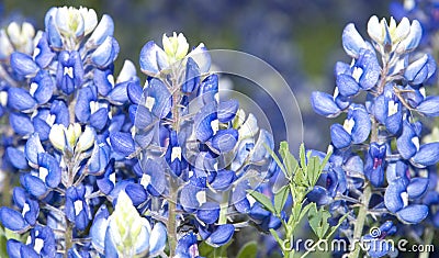 Texas Bluebonnets Stock Photo