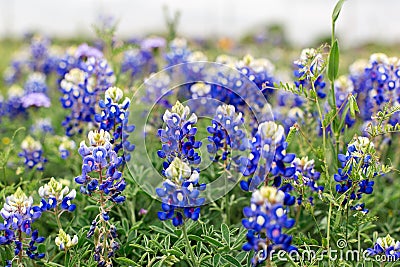 Texas bluebonnets in a field Stock Photo