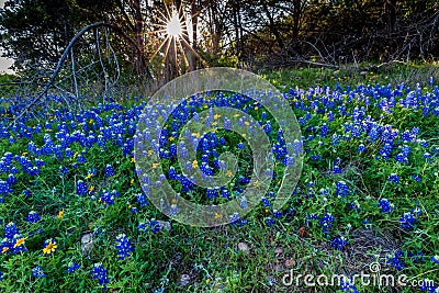 Texas Bluebonnets at Muleshoe Bend in Texas. Stock Photo