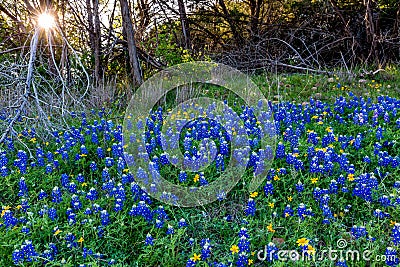 Texas Bluebonnets at Muleshoe Bend in Texas. Stock Photo