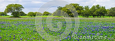 Texas Bluebonnets Panorama Stock Photo