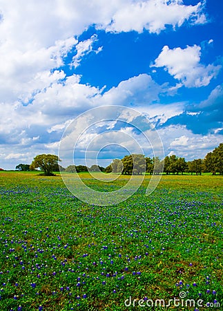 Texas Bluebonnets Vertical Shot Stock Photo