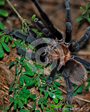 Texas Brown Tarantula Stock Photo