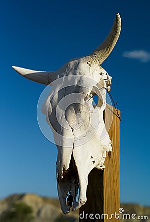 Texas Cattle Skull on a Post Stock Photo