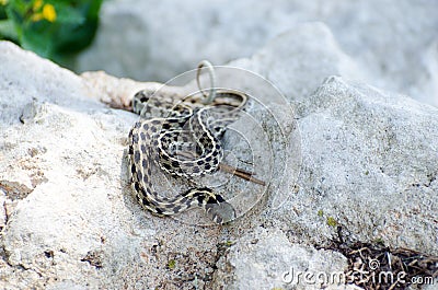 Texas Checkered Garter Snake Stock Photo