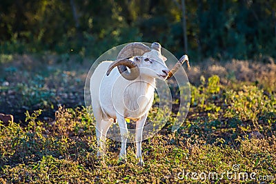 Texas Dall Sheep Ram Stock Photo