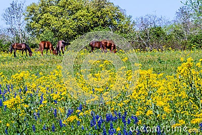 A Texas Field Full of Wildflowers and Brown Horses. Stock Photo