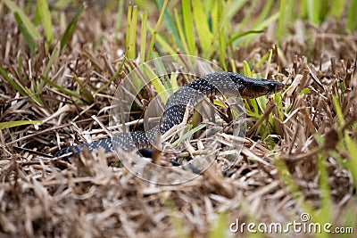 Texas indigo snake Stock Photo