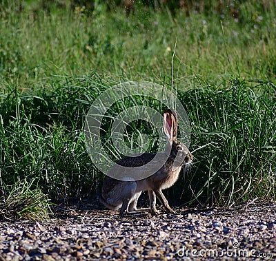 Texas Jackrabbit Hare with Green Grass Stock Photo