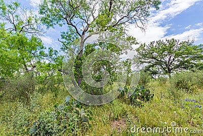 Texas Landscape with Cactus and Wildflowers Stock Photo