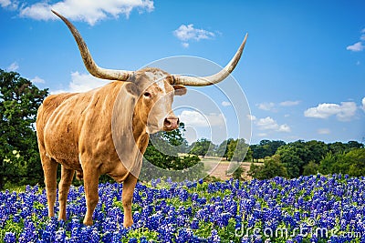 Texas Longhorn in the bluebonnets Stock Photo