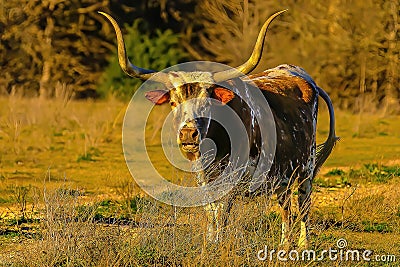 Texas Longhorn Bull standing in ranch pasture at sunset Stock Photo