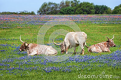 Texas longhorn cattle in bluebonnet pasture Stock Photo