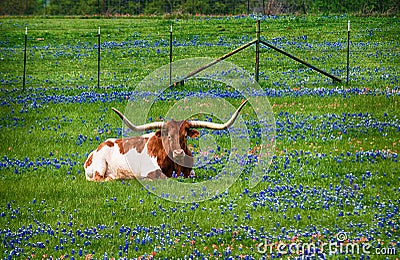 Texas longhorn in bluebonnet pasture Stock Photo