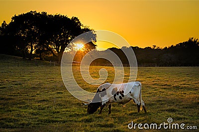 Texas Longhorn Cow at Sunset, Texas Hill Country Stock Photo