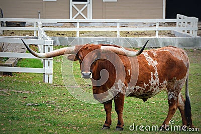 Texas Longhorn Stock Photo