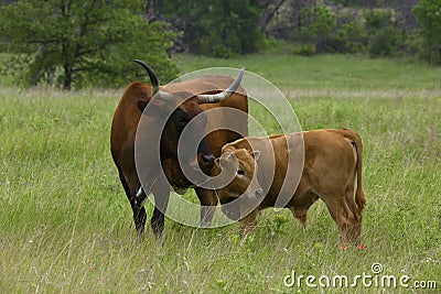 Texas Longhorn Heifer and Calf in the Wichita Mountains Wildlife Refuge, Oklahoma Stock Photo