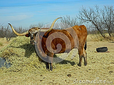 Texas longhorn steer red state herd tongue Stock Photo