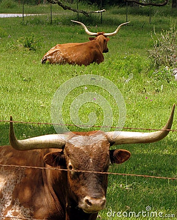 Texas Longhorns Stock Photo