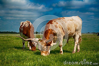 Texas longhorns Stock Photo