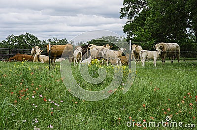 Texas Meadow, wildflowers, and cows. Stock Photo