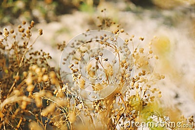 Texas plants in landscape Stock Photo