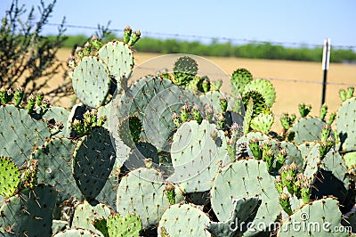 Texas Prickly pear cactus with green fruit Stock Photo