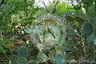 Texas Prickly Pear 54517 Stock Photo