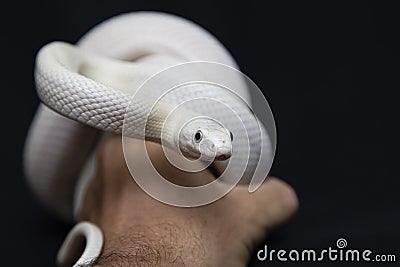 The Texas rat snake Elaphe obsoleta lindheimeri is a subspecies of rat snake, a nonvenomous colubrid found in the United States Stock Photo