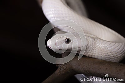 The Texas rat snake Elaphe obsoleta lindheimeri is a subspecies of rat snake, a nonvenomous colubrid found in the United States Stock Photo