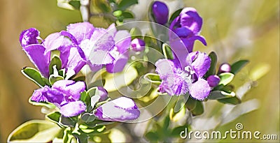 Texas Sage, Lavender Flowers, popular ornamental plant Stock Photo