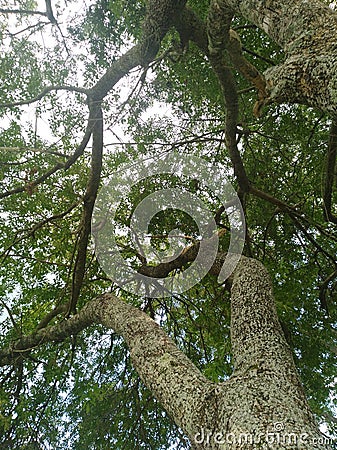 Texas Sitting Tree 2 Stock Photo