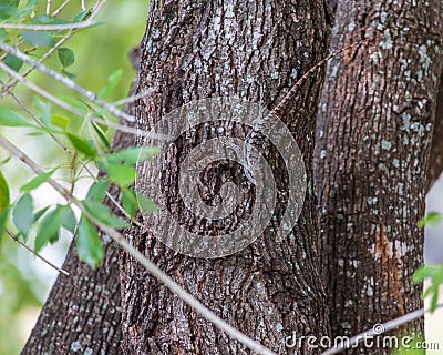 Texas Spiney Lizard Stock Photo