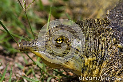 Texas Spiney Softshell Stock Photo