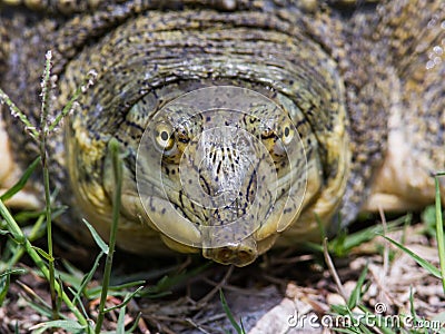 Texas Spiney Softshell Stock Photo