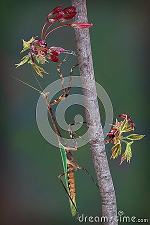 Texas Unicorn mantis on budding maple branch Stock Photo