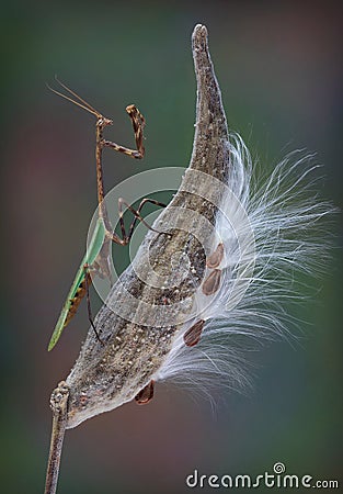 Texas Unicorn mantis on milkweed pod Stock Photo