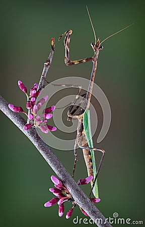 Texas Unicorn mantis on spring branch Stock Photo