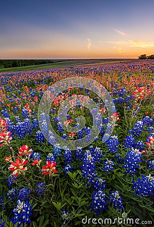 Texas wildflower - bluebonnet and indian paintbrush field in sunset Stock Photo