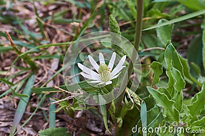 Texas Wildflower, Anemone berlandieri, Tenpetal Anemone, Tenpetal Thimbleweed, Windflower, Southern Anemone, Granny`s Stock Photo