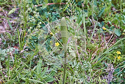 Texas Wildflower, Anemone berlandieri, Tenpetal Anemone, Tenpetal Thimbleweed, Windflower, Southern Anemone, Granny`s Stock Photo