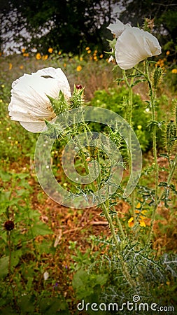 Texas wildflowers Stock Photo