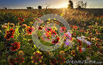 Texas Wildflowers at Sunrise Stock Photo