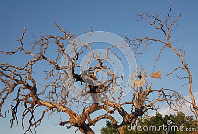 Texas windmill with dead tree branches Stock Photo